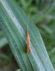 Triaenodes ochreellus