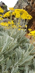 Euryops pectinatus pectinatus