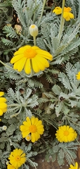Euryops pectinatus pectinatus