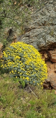 Euryops pectinatus pectinatus