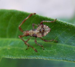 Coreus marginatus