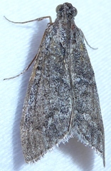 Pyla fusca