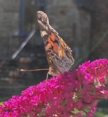 Vanessa virginiensis