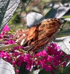 Vanessa virginiensis