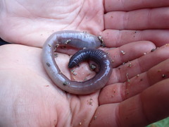 Lumbricus badensis