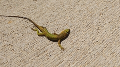 Anolis carolinensis