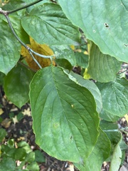 Cornus florida