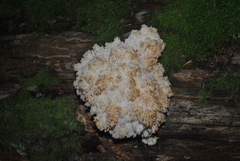 Hericium alpestre