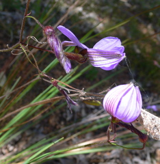 Dichopogon capillipes