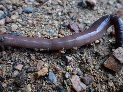 Lumbricus badensis