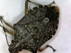 Halyomorpha halys