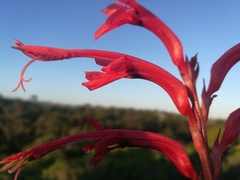 Tritoniopsis intermedia