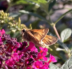 Atalopedes campestris