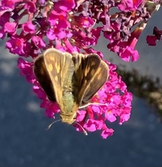 Atalopedes campestris