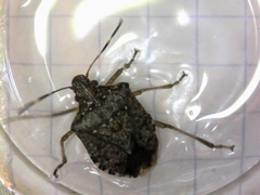 Halyomorpha halys