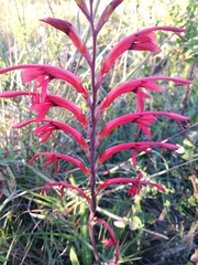 Tritoniopsis intermedia