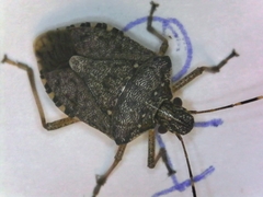 Halyomorpha halys
