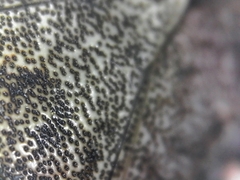 Halyomorpha halys
