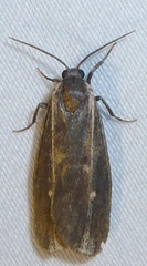 Hypoprepia inculta