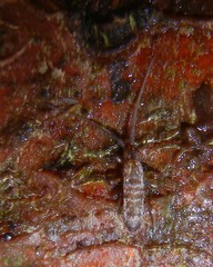 Pogonognathellus longicornis