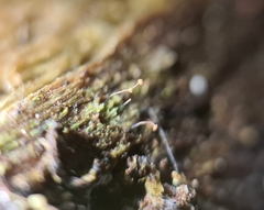 Chaenotheca gracillima