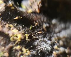 Chaenotheca gracillima