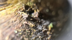 Chaenotheca gracillima