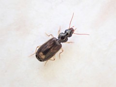 Anomotarus variegatus
