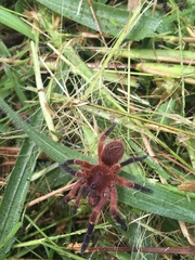 Neischnocolus yupanquii