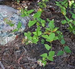 Ageratina herbacea