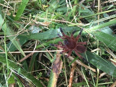 Neischnocolus yupanquii