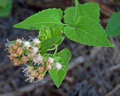 Ageratina herbacea