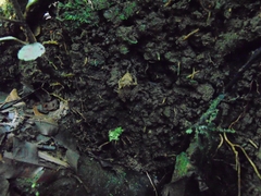 Craugastor melanostictus