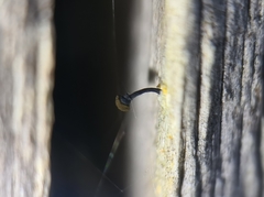 Chaenotheca ferruginea