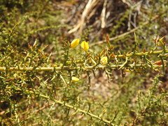 Ulex argenteus subsericeus