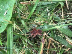 Neischnocolus yupanquii