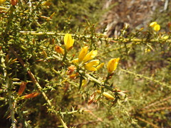 Ulex argenteus subsericeus