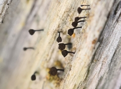 Chaenotheca ferruginea