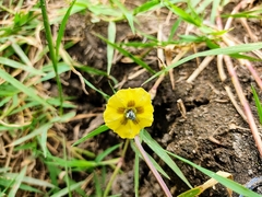 Physalis philadelphica