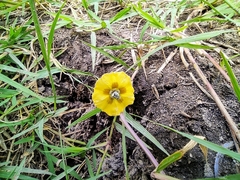 Physalis philadelphica