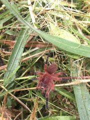 Neischnocolus yupanquii