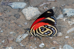 Catagramma pygas cyllene