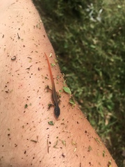 Cercosaura oshaughnessyi