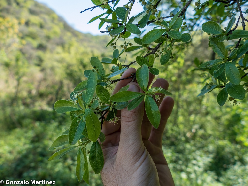 Terminalia triflora (Terminalia triflora)