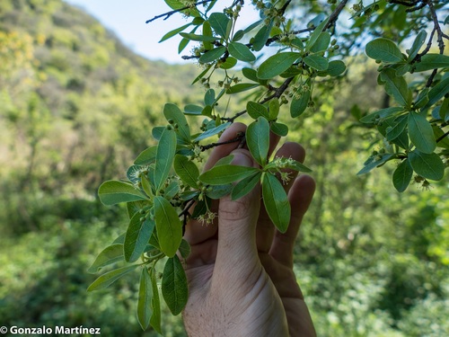 Terminalia triflora (Terminalia triflora)