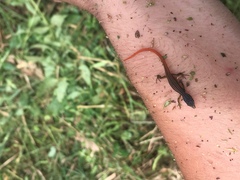 Cercosaura oshaughnessyi