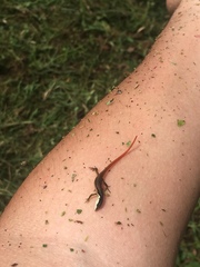 Cercosaura oshaughnessyi