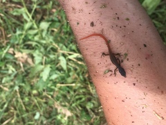 Cercosaura oshaughnessyi