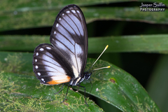 Eresia datis moesta