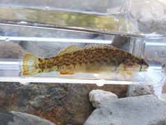 Etheostoma radiosum